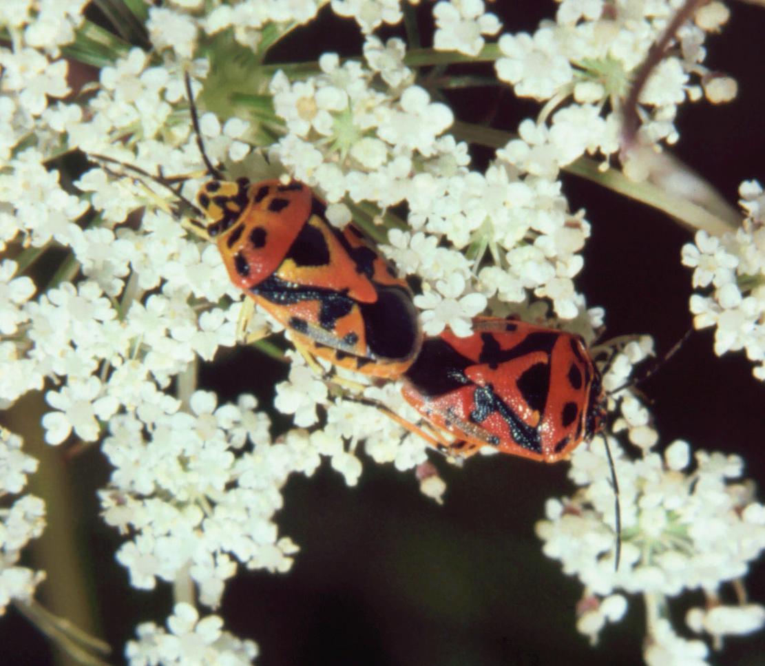 Eurydema ornata